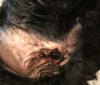 ear walt otitis small.png ear walt otitis small.png