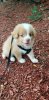 Little Man 7.5 wks old.jpg Little Man 7.5 wks old.jpg