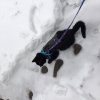 cat walking on leash in snow Teddy.JPG