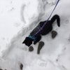 cat walking on leash in snow Teddy.JPG cat walking on leash in snow Teddy.JPG