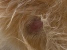 Sophie skin raw patch 2:8:21.jpg Sophie skin raw patch 2:8:21.jpg
