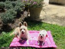 Sophie and Ani-Drama Queens-Heads Up For Tails.jpg Sophie and Ani-Drama Queens-Heads Up For Tails.jpg