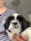 puppy all that shih tzu 7 weeks.jpg