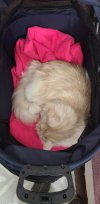 Chewey sleeping in stroller next to bed.jpeg