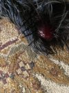 Amadeus paw blister above tumor March 11th 2025.JPG