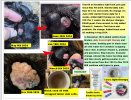 Amadeus update paw tumor March 5th 2025.JPG