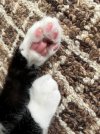 Smudge_3.jpg Smudge_3.jpg