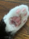 Smudge_4.jpg Smudge_4.jpg