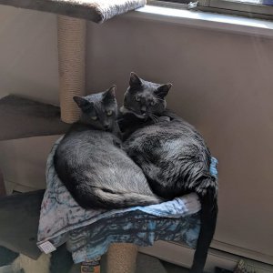 Stony and Star snuggles