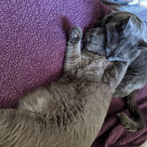 silly snuggles.jpg