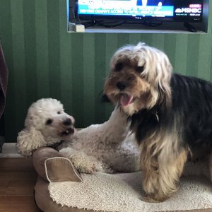 Vanya and Archie