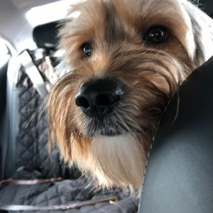 archie going to thanksgiving 2018.JPG