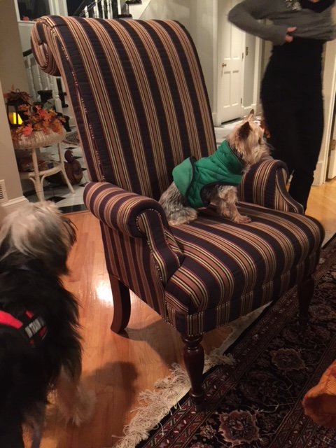 archie and cosmo thanksgiving 2018.JPG