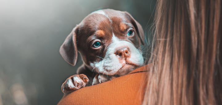 happyhealthydog.org