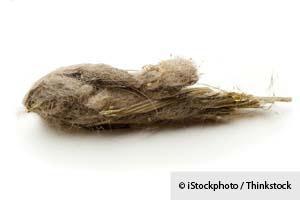 healthypets.mercola.com