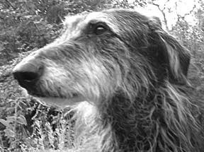 www.whole-dog-journal.com