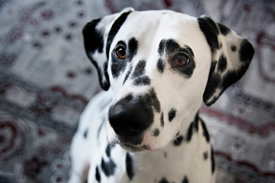 www.dalmatiandiy.com