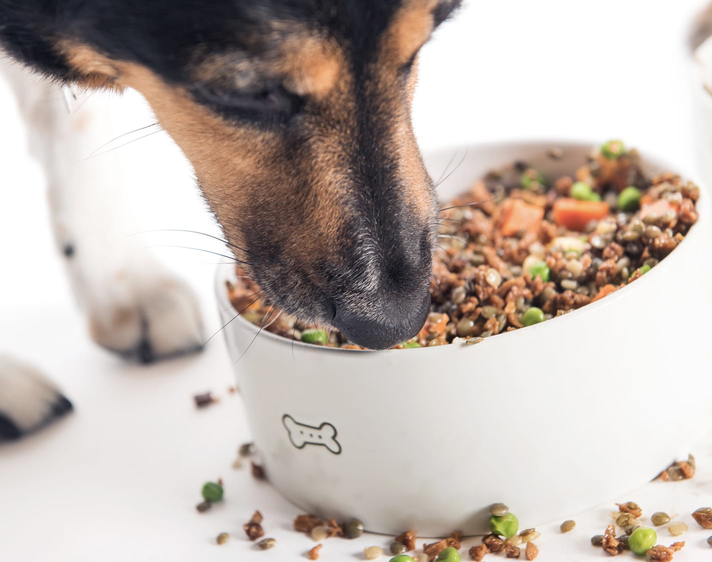 bramblepets.com