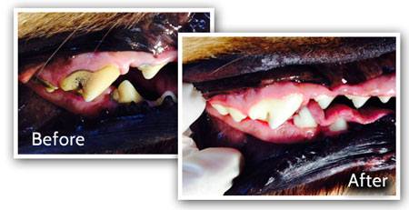 petdentalservices.com