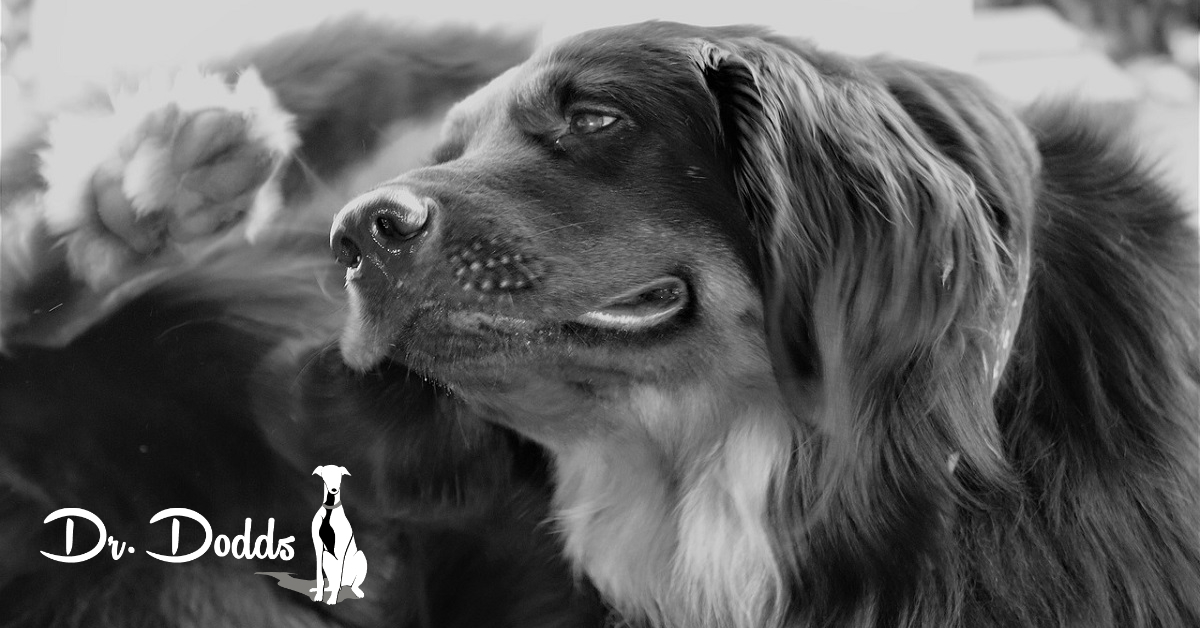 www.hemopet.org