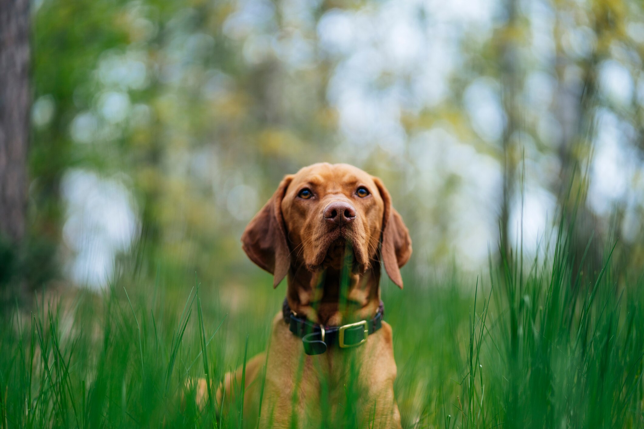 www.petmd.com