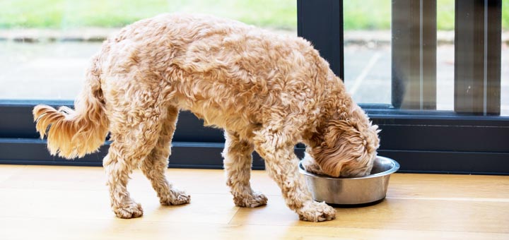 happyhealthydog.org