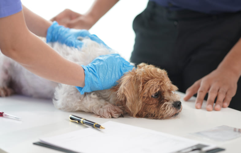 www.mspca.org