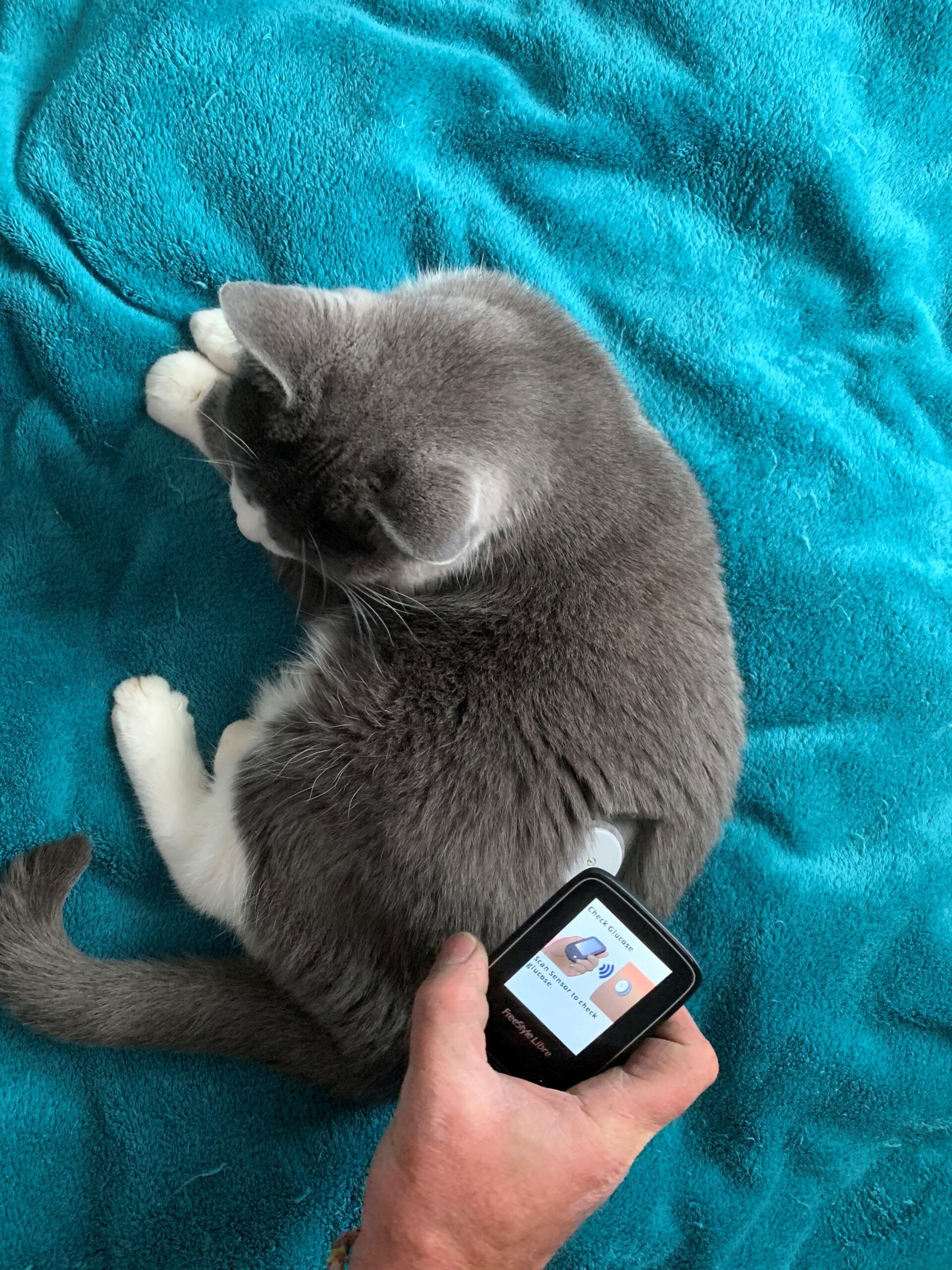 www.veterinary-practice.com
