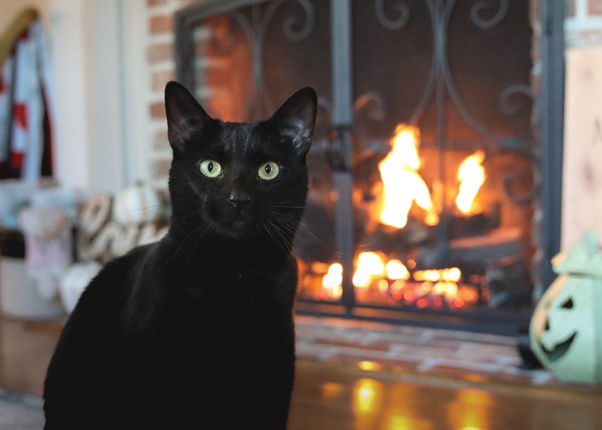 cats.com