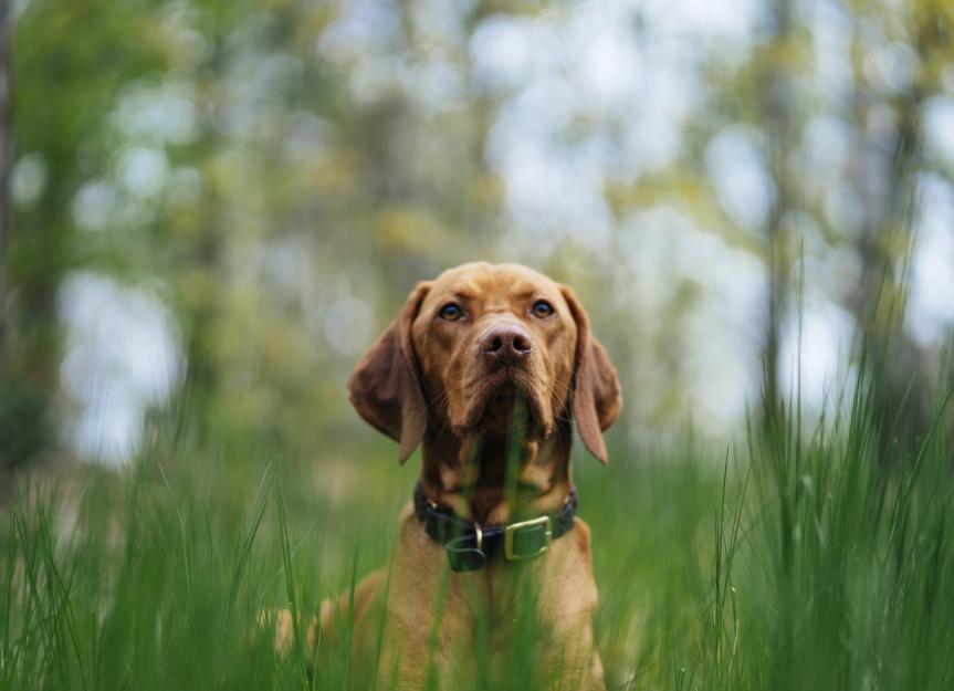www.petmd.com