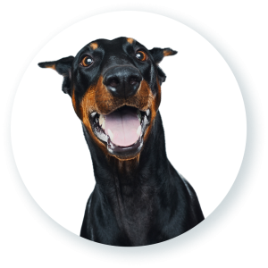 www.topqualitydogfood.com