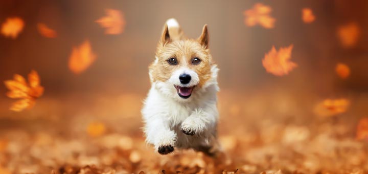 happyhealthydog.org