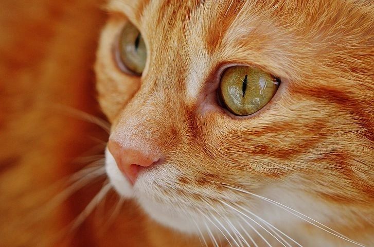 thrivepetvet.com