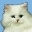 www.kittyhealth.org