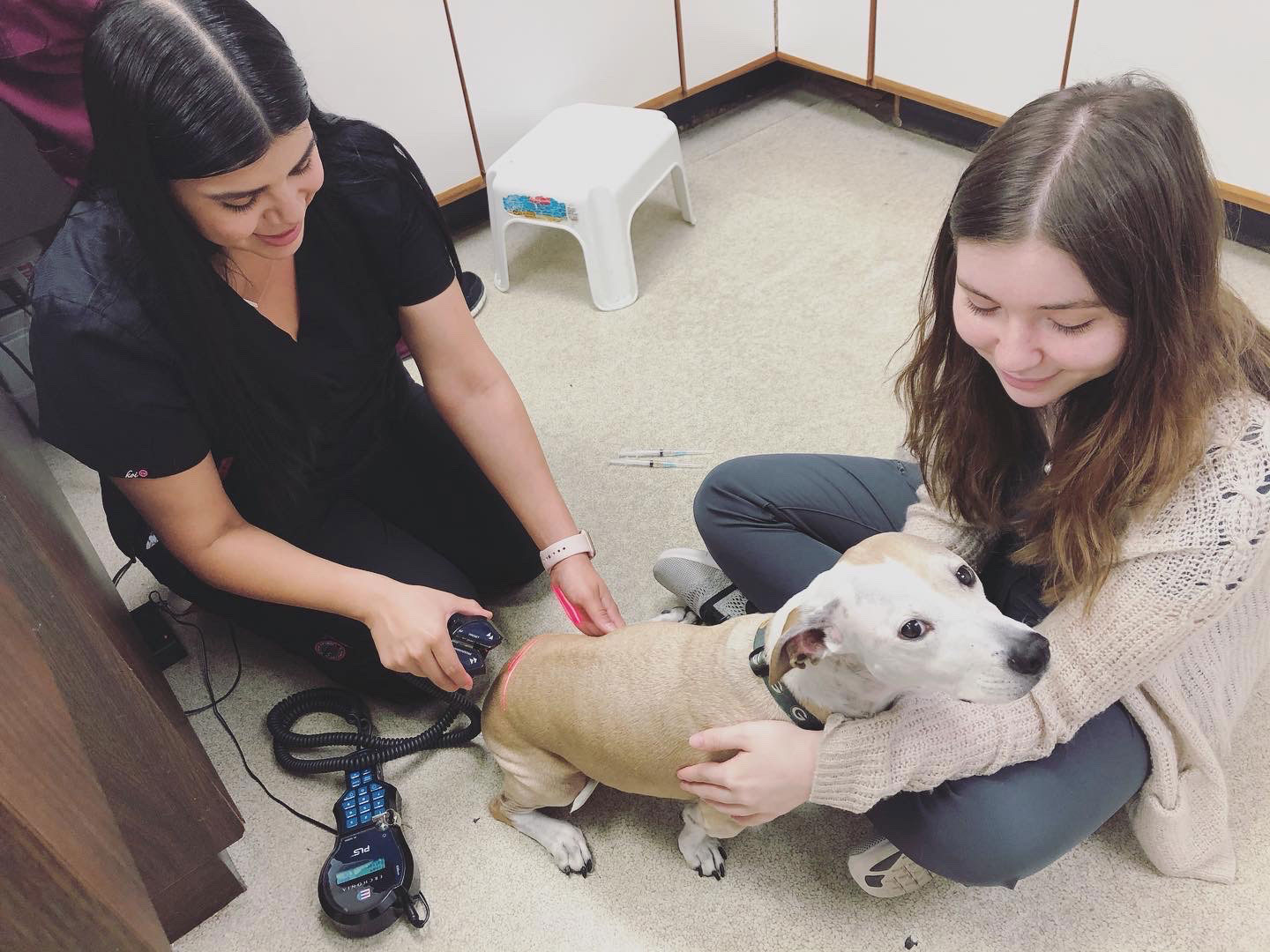 pawsandclawsanimalhospital.com