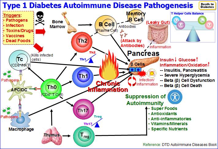 Type-1-Diabetes-Autoimmune-Disease-Pathogenesis-Death-to-Diabetes.jpg