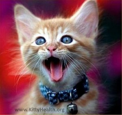 www.kittyhealth.org