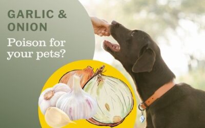 Are Garlic and Onions Really Poisons for Dogs and Cats?