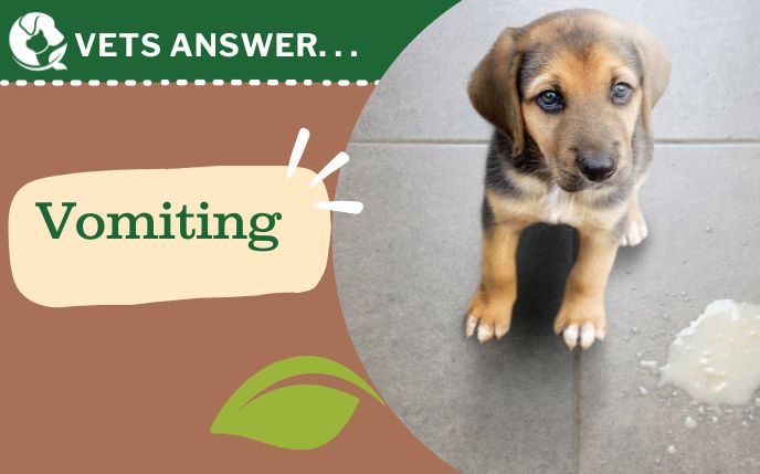 can overfeeding a puppy cause vomiting