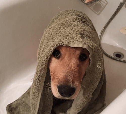 symptoms like enjoying a bath and being towel dried are the keys to understanding how to help your pets