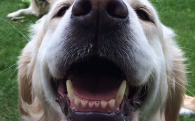 How to Listen to and Learn From Your Pet’s Symptoms to Take Effective Holistic Action