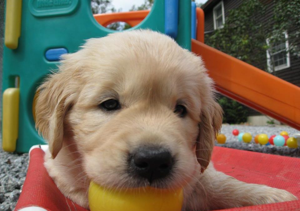 How to Use Clues From Your Animal Companions to Promote Optimal Health