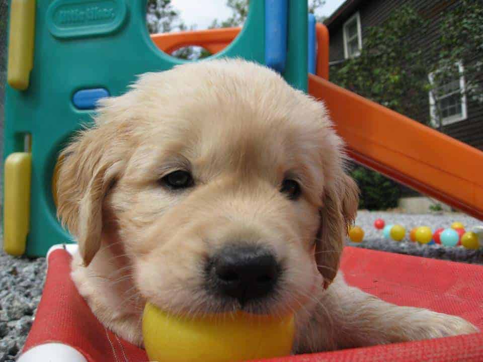 young puppies and kittens are great at showing you when they are out of tune by recognizing their early warning signs of internal imbalance