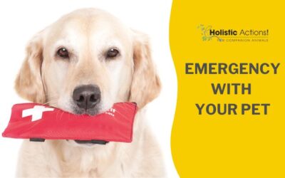 Holistic Actions When You Have an Emergency with Your Pet