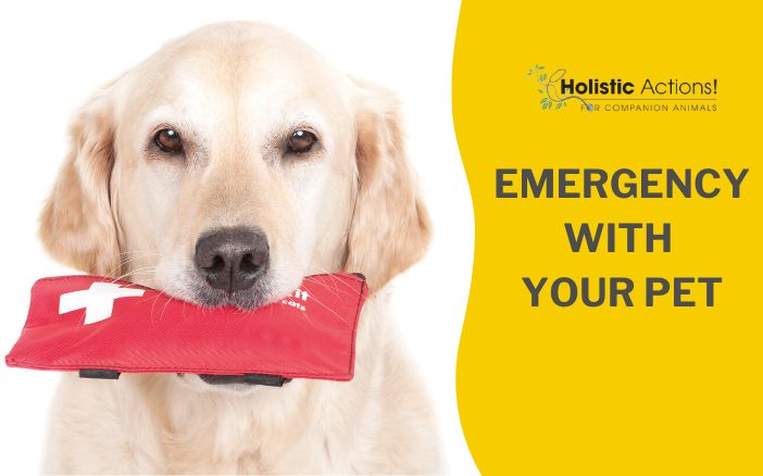 pet emergency