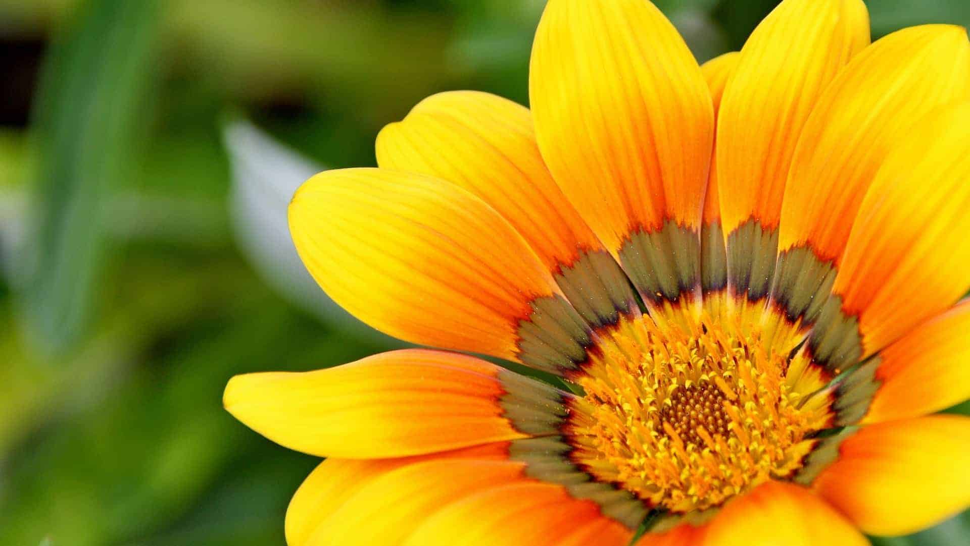 flower essence article to help your pets with natural and holistic care