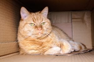 cats love boxes and urinate in clean boxes so you can reduce inappropriate urination by using a clean box