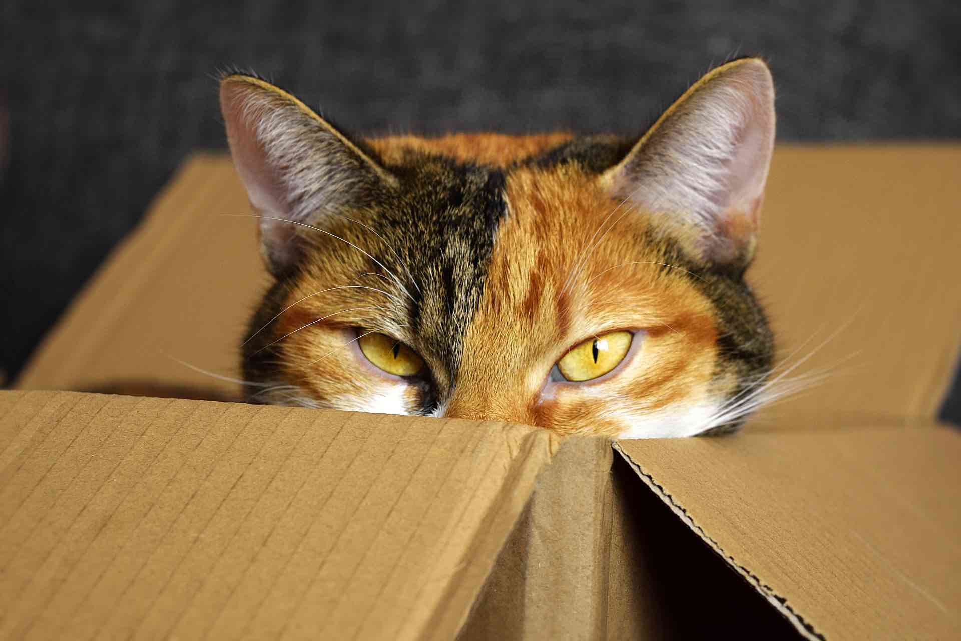 no need to hide from the prospect of vaccination if you know what to do