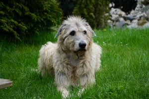 unhappy wolfhound with lyme disease unable to stand