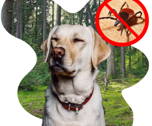 Does Your Dog Really Have Lyme Or Need Anti-biotics?
